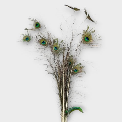 Peacock Feathers Assorted (x10)
