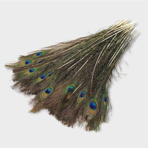Peacock Feathers With Eyes (Bunch of 50)