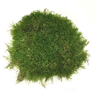 Strip Moss - Natural