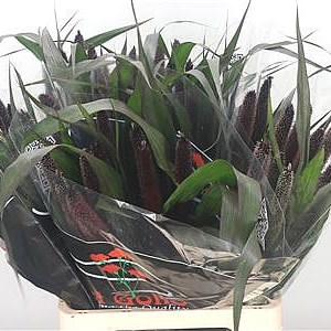 Pennisetum Grass Black