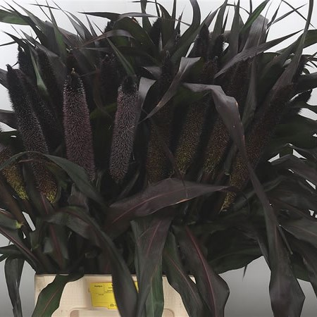 Pennisetum Grass (Extra)