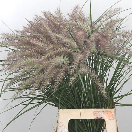 Pennisetum Pinky