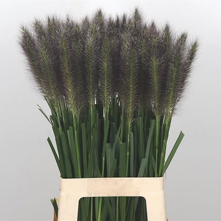Pennisetum Redhead