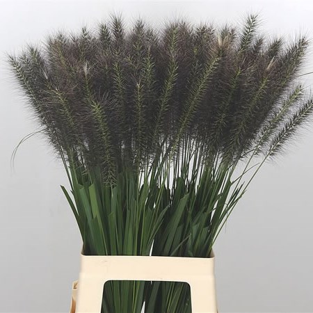 Pennisetum Redhead