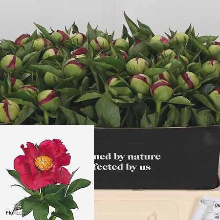 Peony America