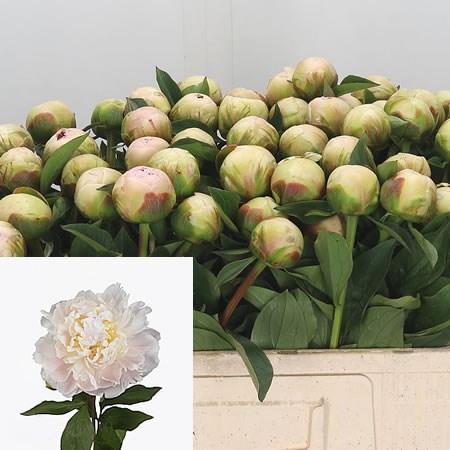 Peony Baroness Schroeder