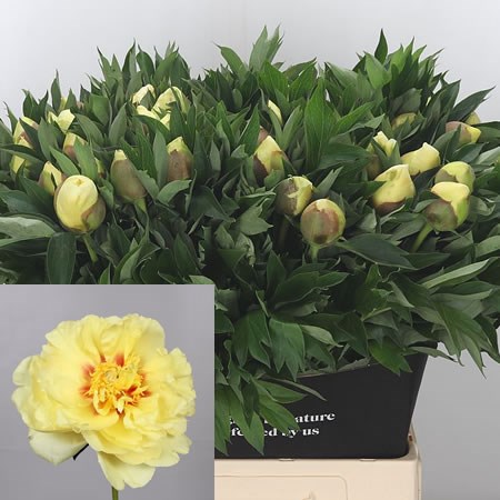Peony Bartzella