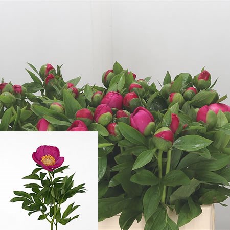 Peony Birthday