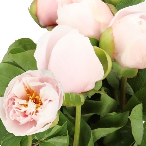 Peony Blushing Princess