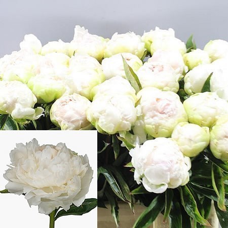 Peony Brother Chuck