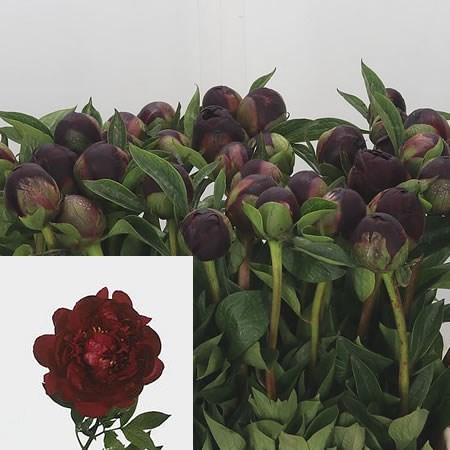 Peony Buckeye Bell