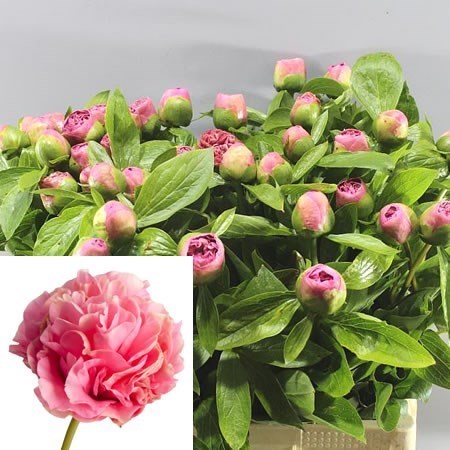 Peony Carnation Bouquet