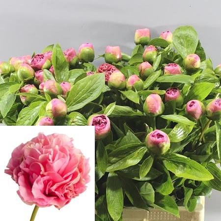 Peony Carnation Bouquet