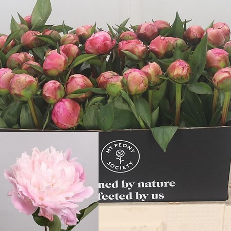 Peony Catharina Fontijn