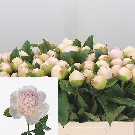 Peony Chiff Onparfait