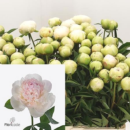Peony Chiff Parfait