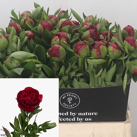 Peony Diana Parks