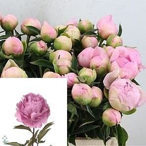 Peony Dinner Plate