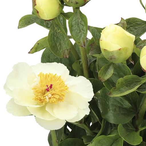 Peony Early Sensation