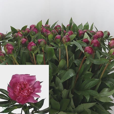 Peony Edulis Superba