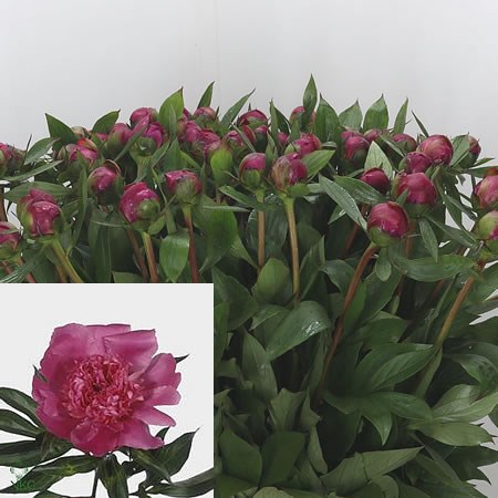 Peony Edulis Superba