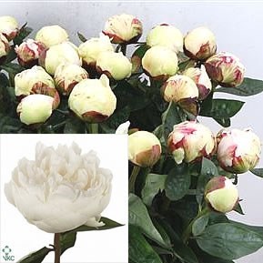 Peony Elsa Sass