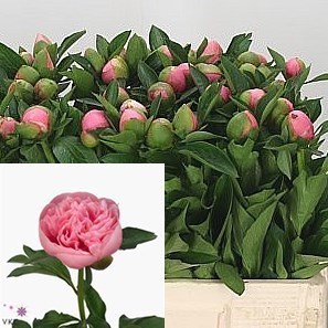 Peony Etched Salmon