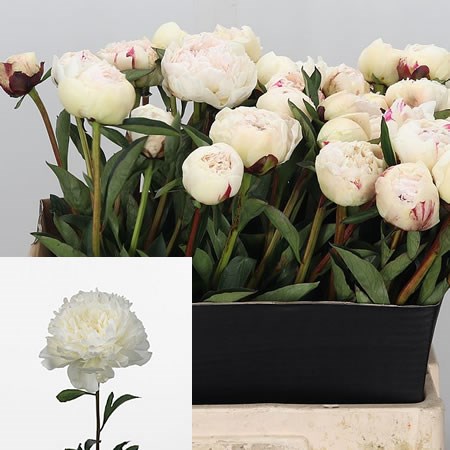 Peony Evening Star