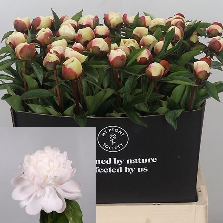 Peony Festiva Maxima