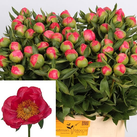 Peony Flame
