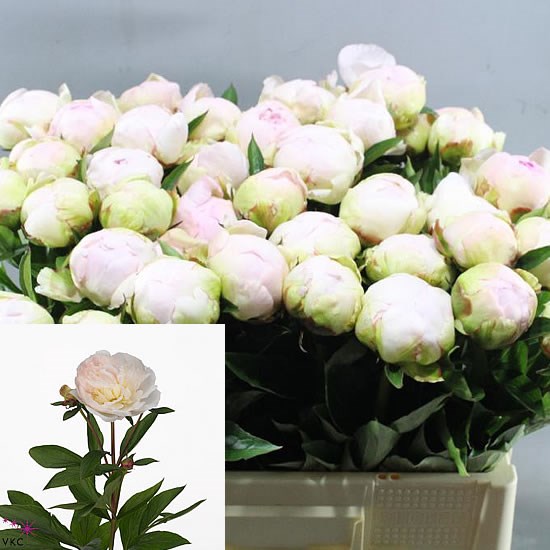 Peony Florence Nicholls