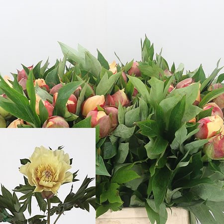 Peony Garden Treasure