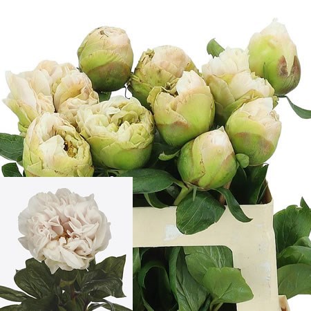 Peony Greenland