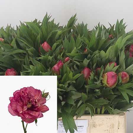 Peony Hillary
