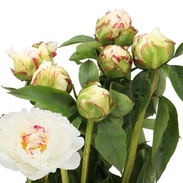 Peony Kelways Glorious