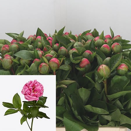 Peony Lady Ann