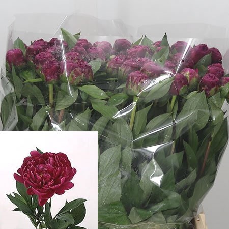 Peony Louis Van Houtte