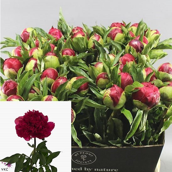 Peony Many Happy Returns