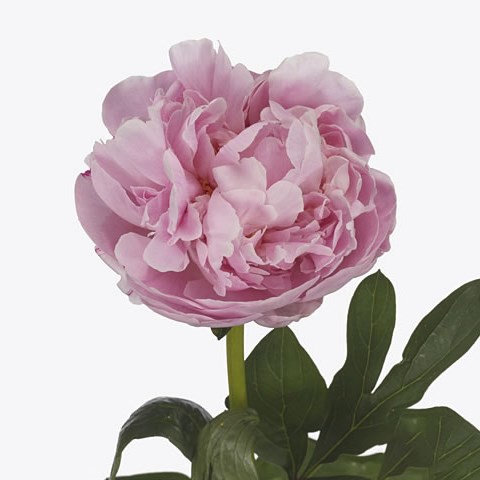 Peony Marguerite Gerard