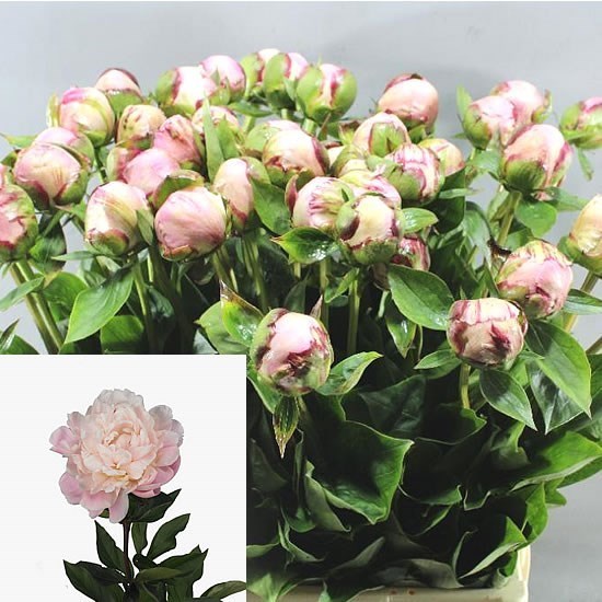 Peony Nick Shaylor