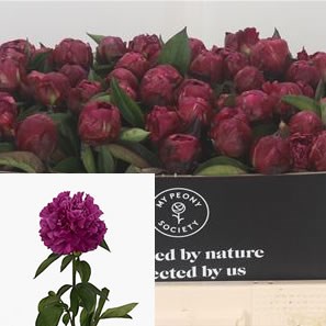 Peony Paul M Wild