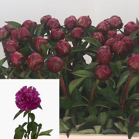 Peony Paul M Wild