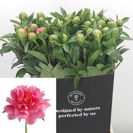 Peony Pink Hawaii Coral