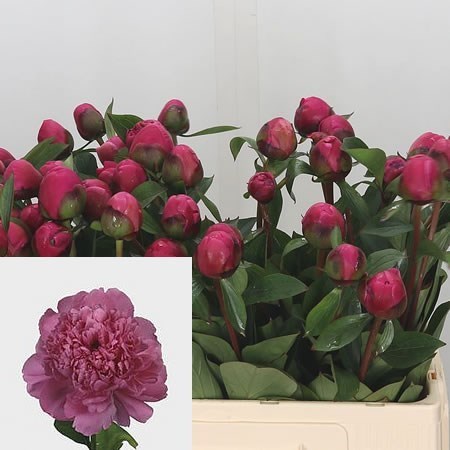 Peony Pink Panther