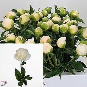 Peony Princess Bride
