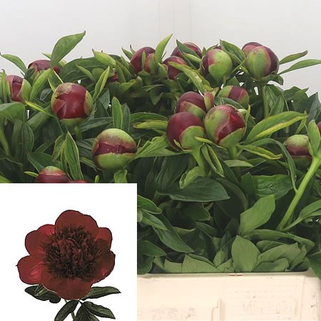 Peony Red Charm