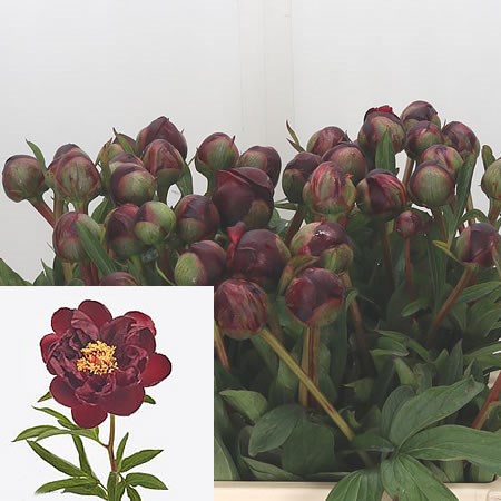 Peony Red Glory