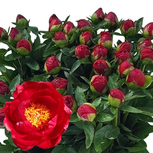 Peony Red Red Rose