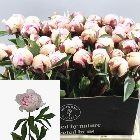 Peony Reine Hortense