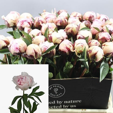 Peony Reine Hortense